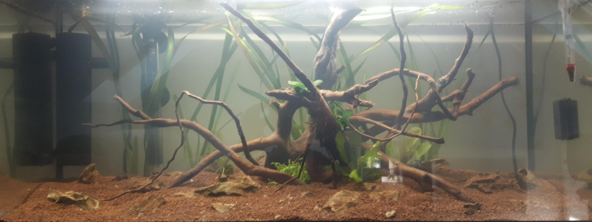 aquarium charly