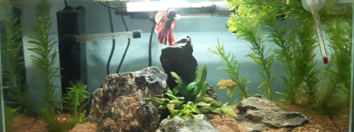 aquarium aquarium 30L combattant