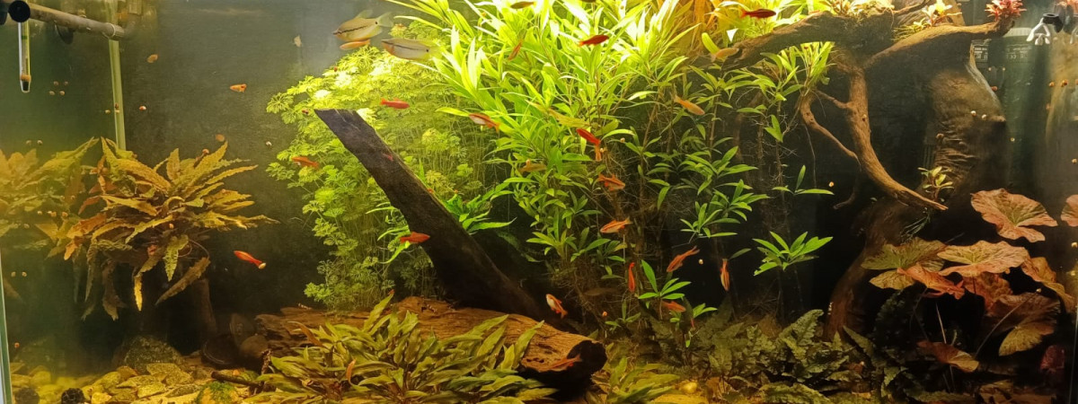 aquarium 240 litres Asiatiques