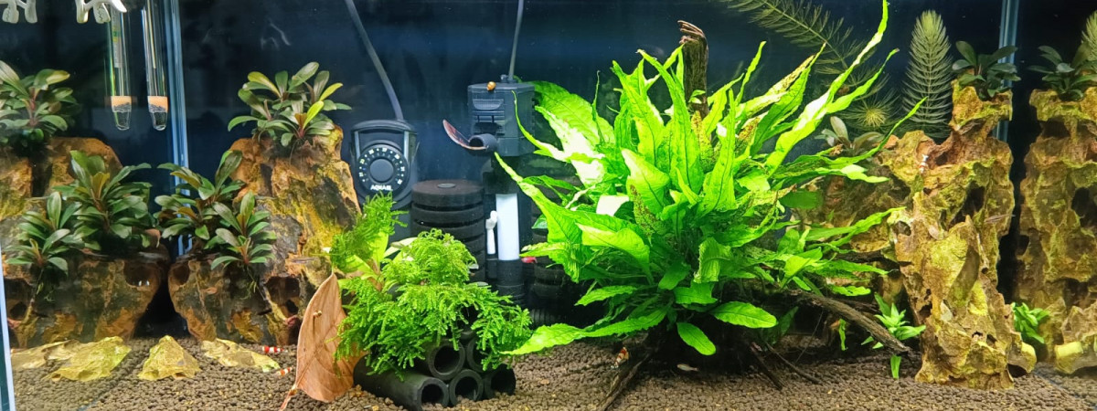 aquarium 50 litres asiatique