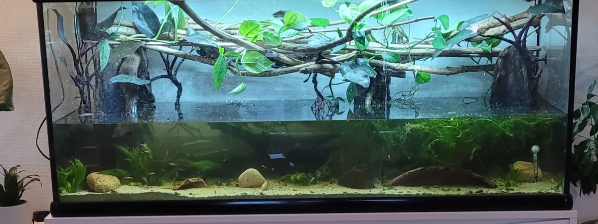 aquarium 450 litres corydoras