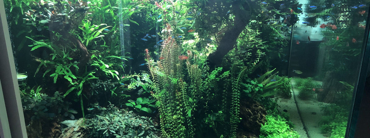 aquarium AMAZONIA1