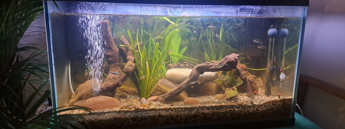 aquarium Pesca Amazonia