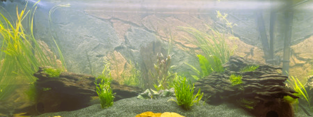 aquarium Matt
