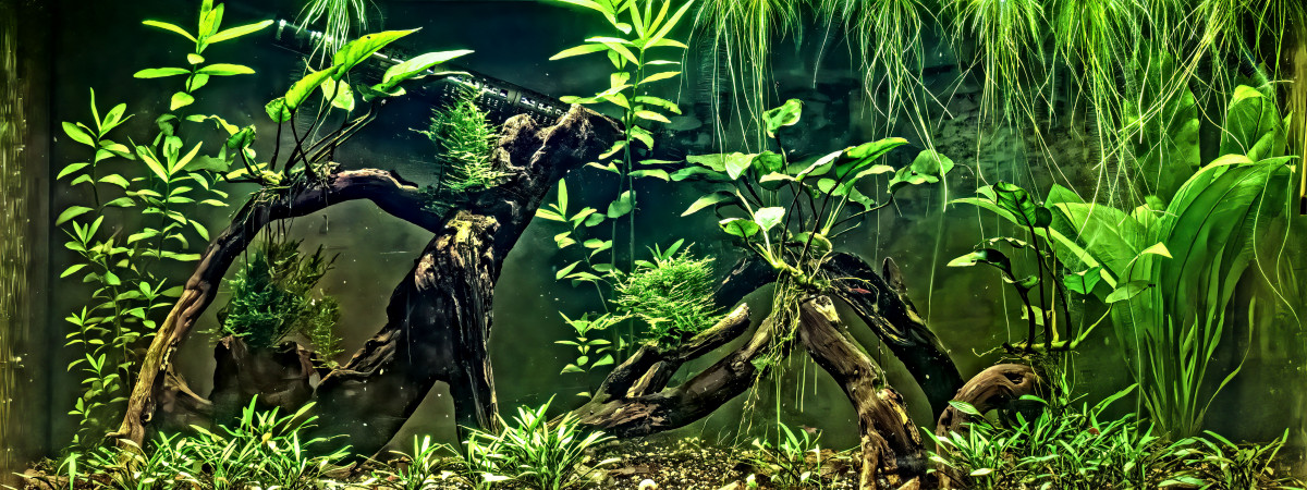 aquarium Crevettes I