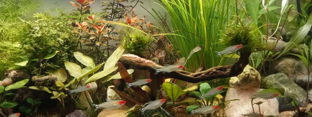 aquarium tendriliquescence