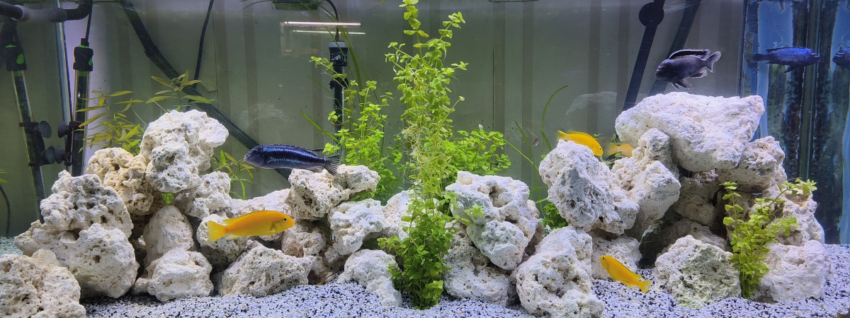 aquarium Malawi