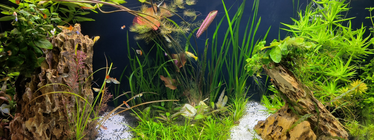 aquarium Guppies