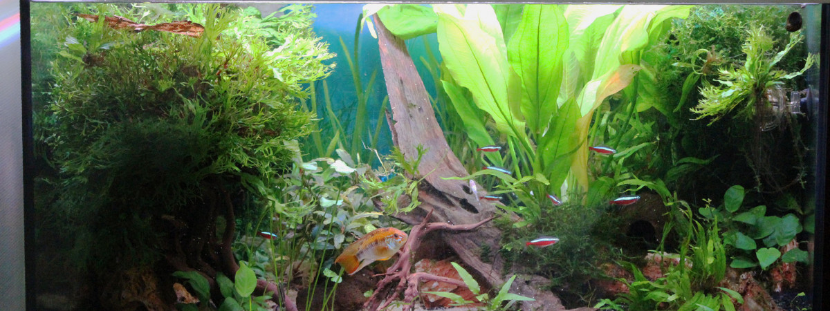 aquarium 120L