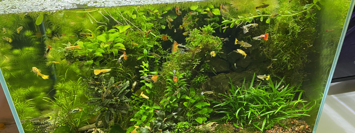aquarium Mon 80 litres