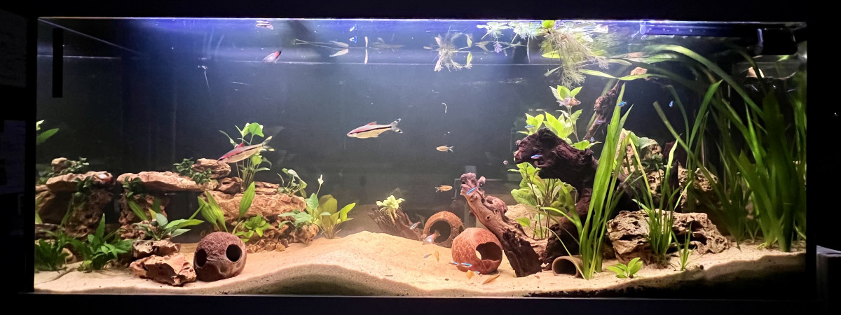 aquarium Maison
