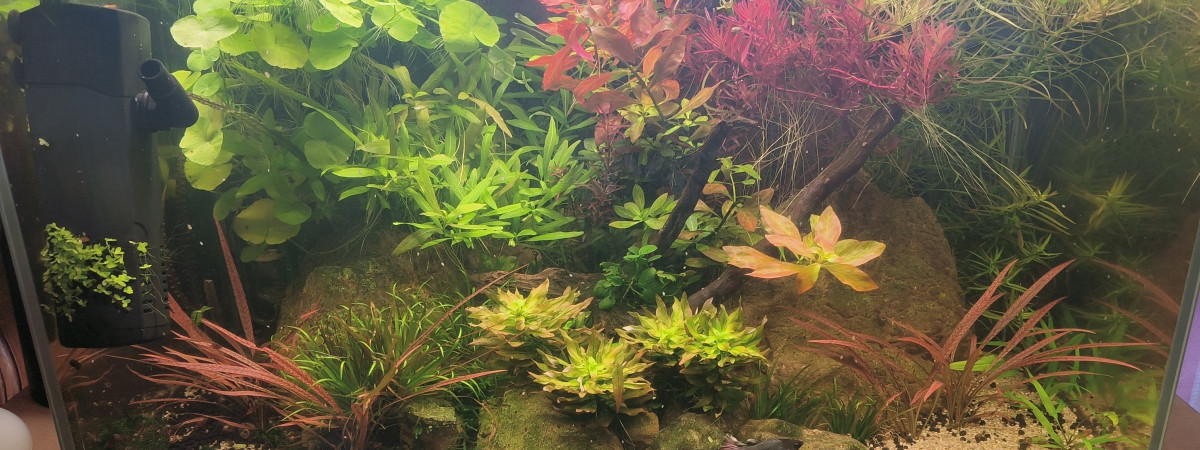 aquarium Aquascape