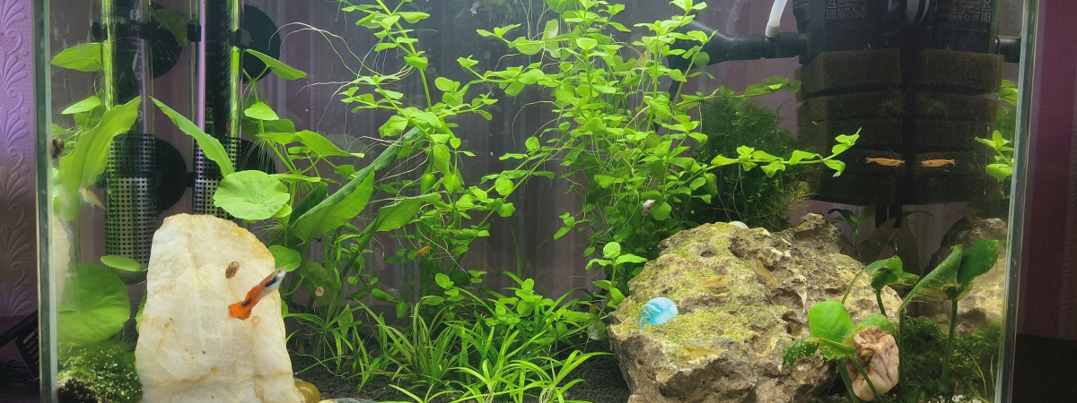 aquarium Lime