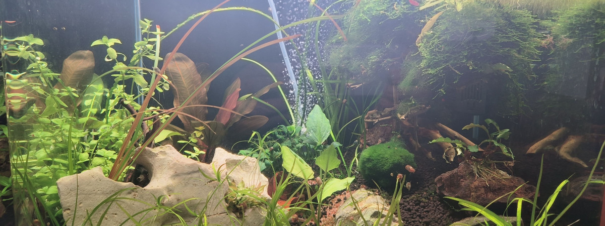 aquarium BlueVelvet