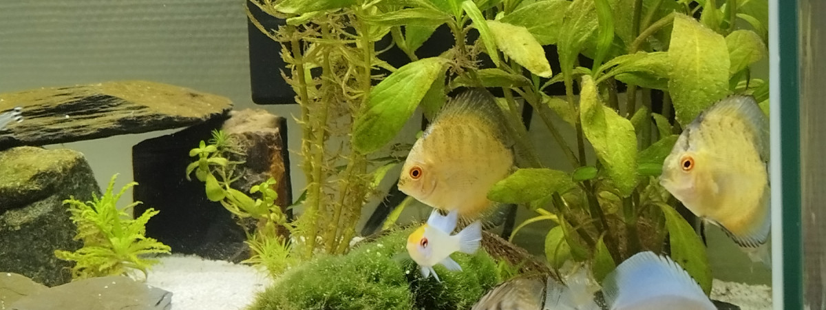 aquarium Disques