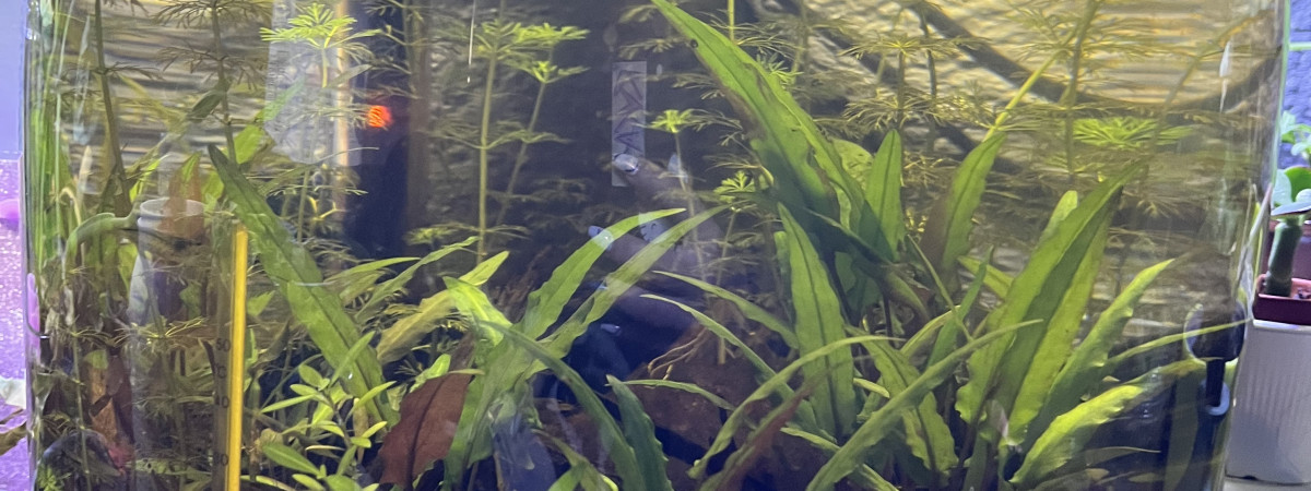 aquarium Low tech 1