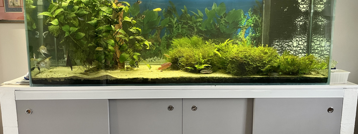 aquarium Biotope Amazonien