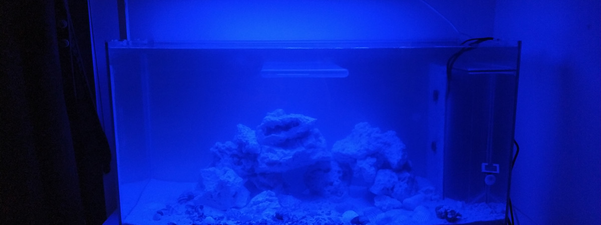 aquarium Carabian Life