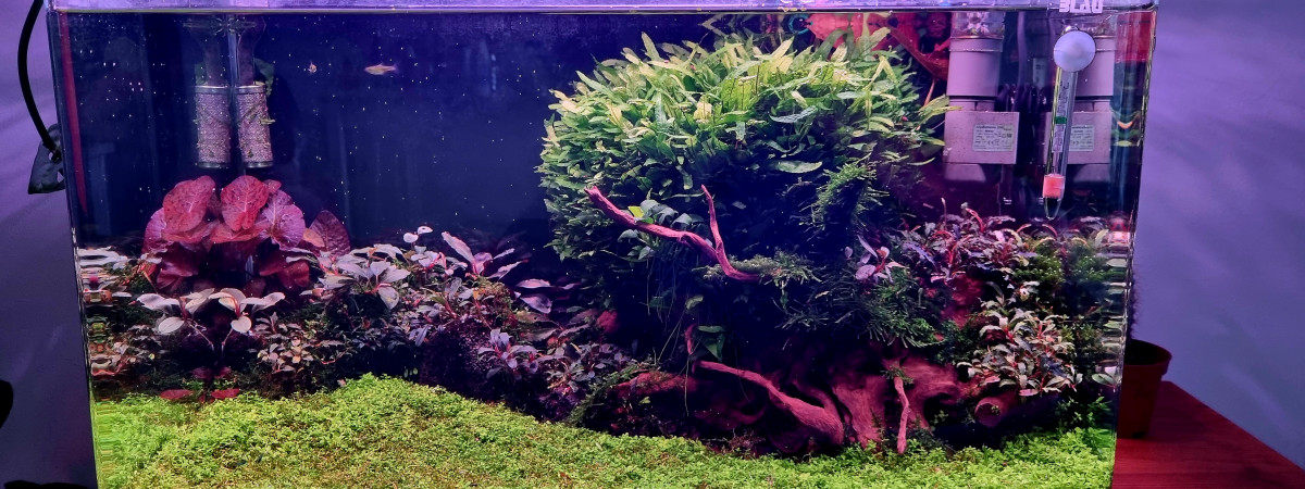 aquarium Bac 80L Galaxy Néo et Japonica