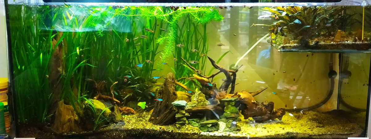 aquarium Le Duplex