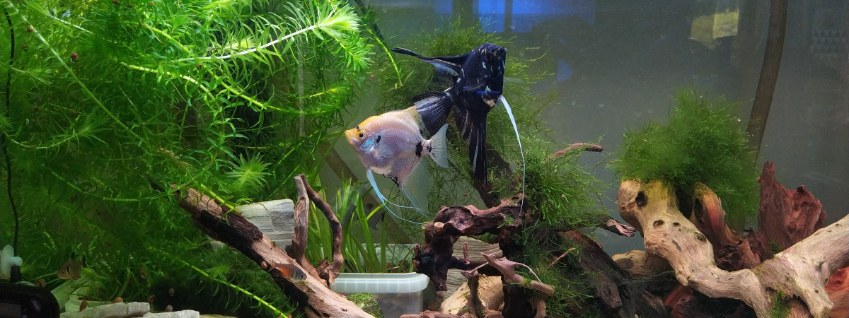 aquarium Prosperity Forest