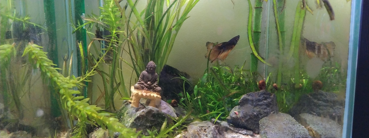 aquarium Connor McLeod le Betta