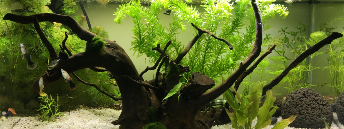 aquarium Guppy