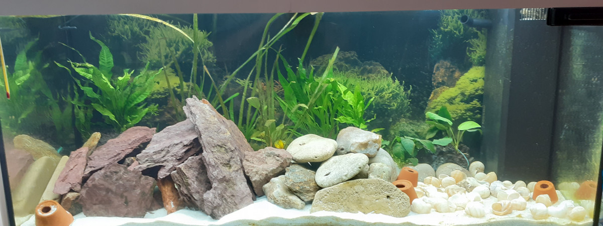 aquarium tanganyka cichlidés