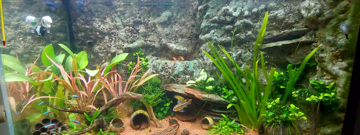 aquarium La crique