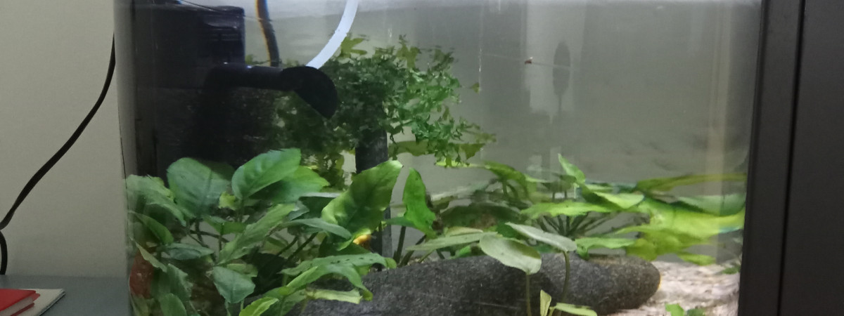 aquarium tranquilliquescence