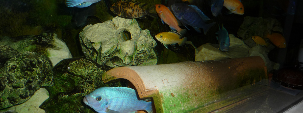 aquarium Cichlidés
