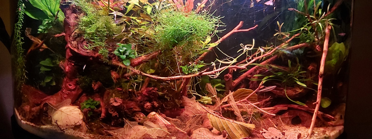 aquarium Bac apisto