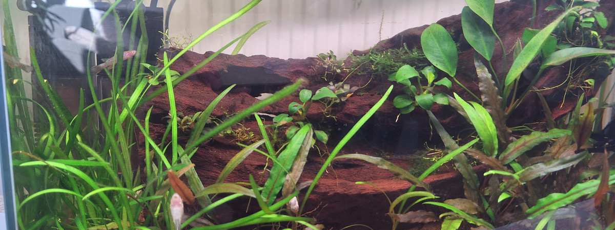aquarium Slow-River