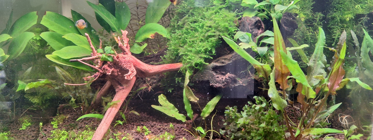 aquarium Delta innondé