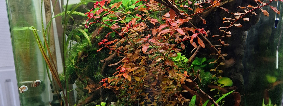 aquarium Foret immergé