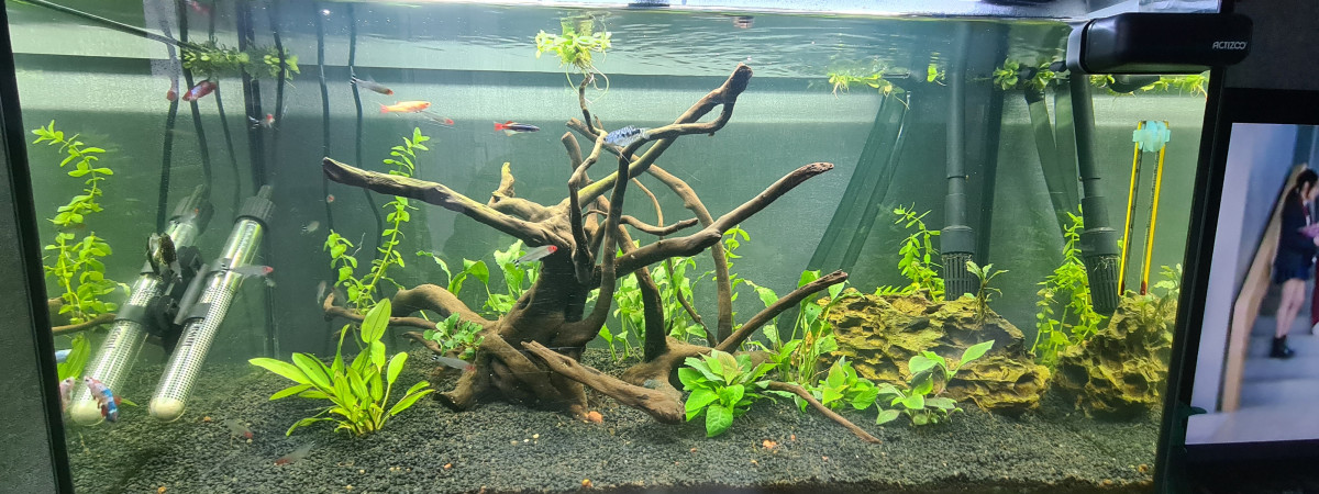 aquarium La vie sous l eau