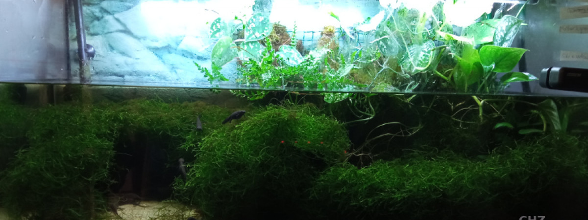 aquarium Tritons à ventre de feu chinois