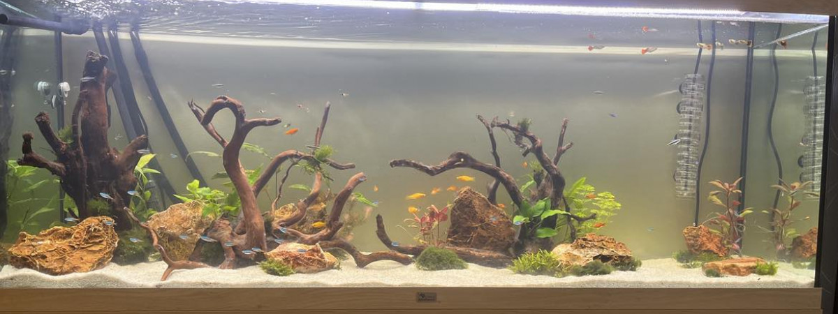 aquarium Aquarium maison
