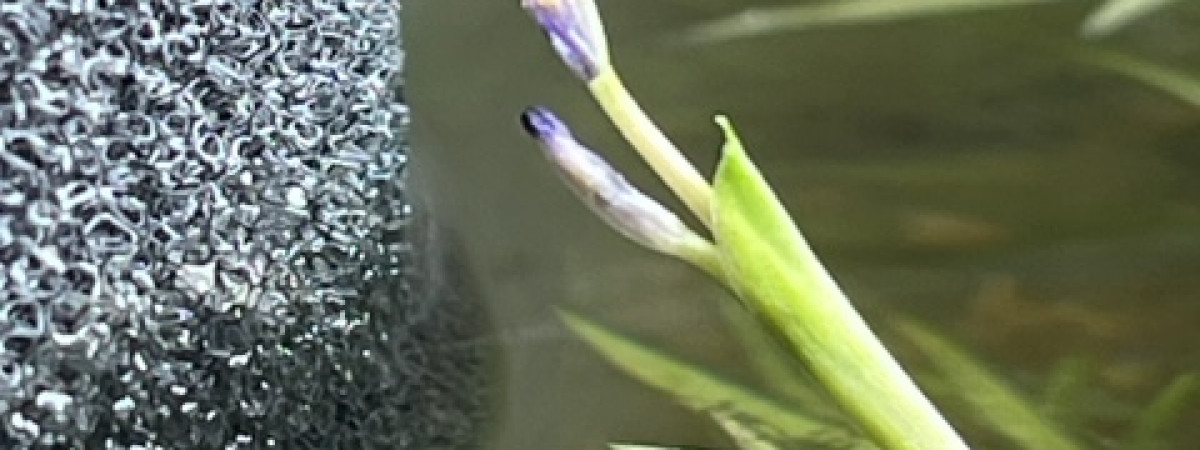 aquarium Alevin