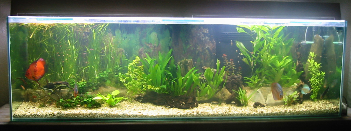 aquarium AQUARIUM 600L