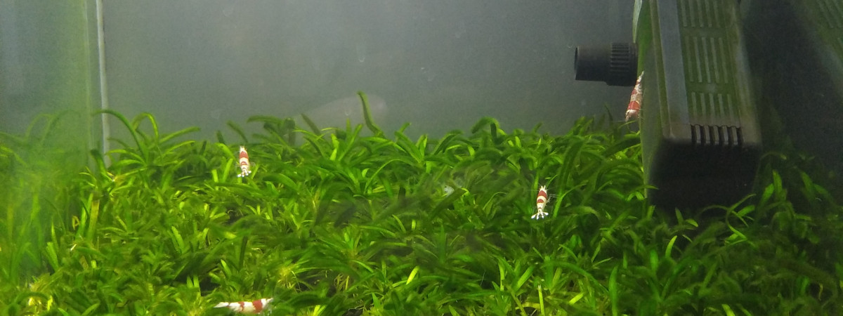 aquarium crevettes