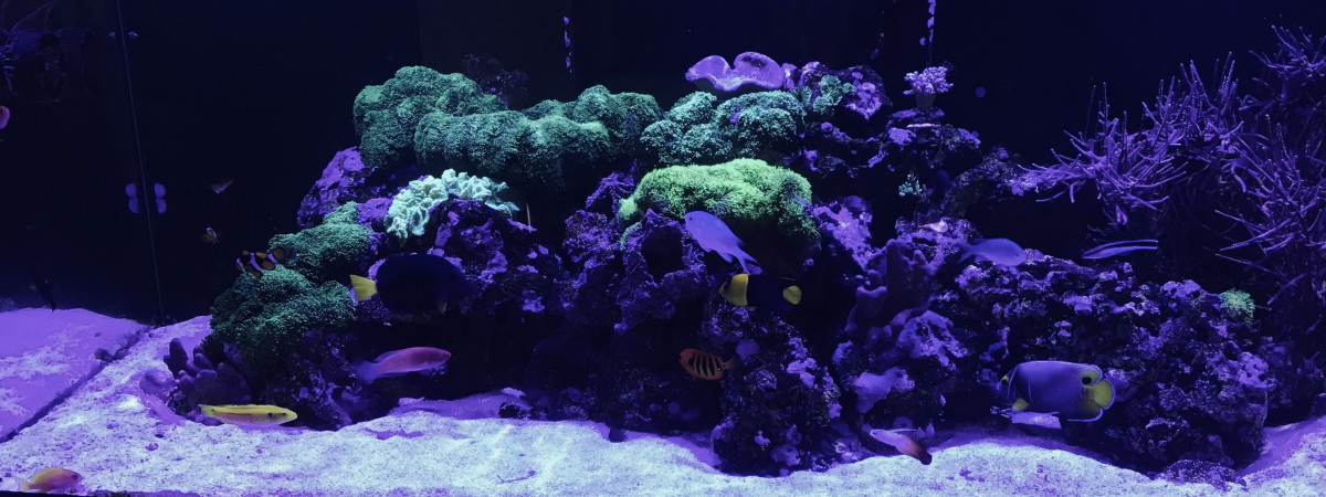 aquarium Aquamedic