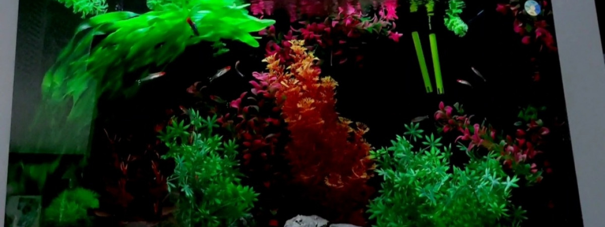 aquarium greguss02110