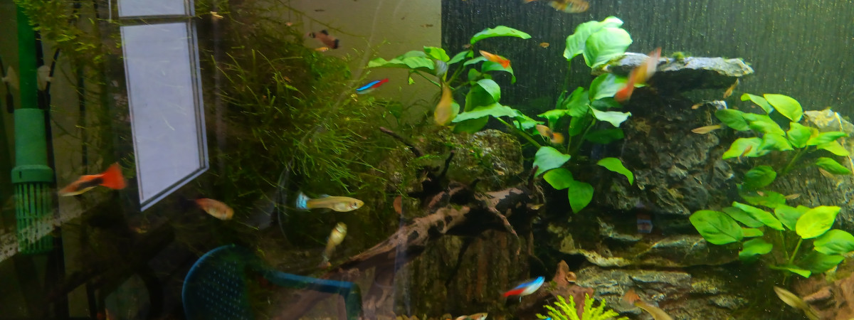 aquarium Aqua guppy