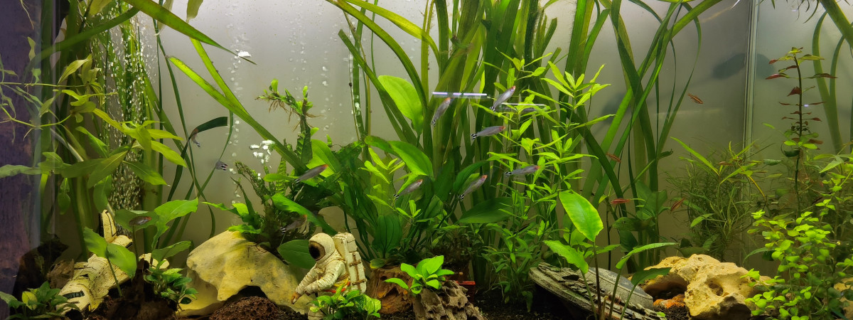 aquarium SpaceAqua