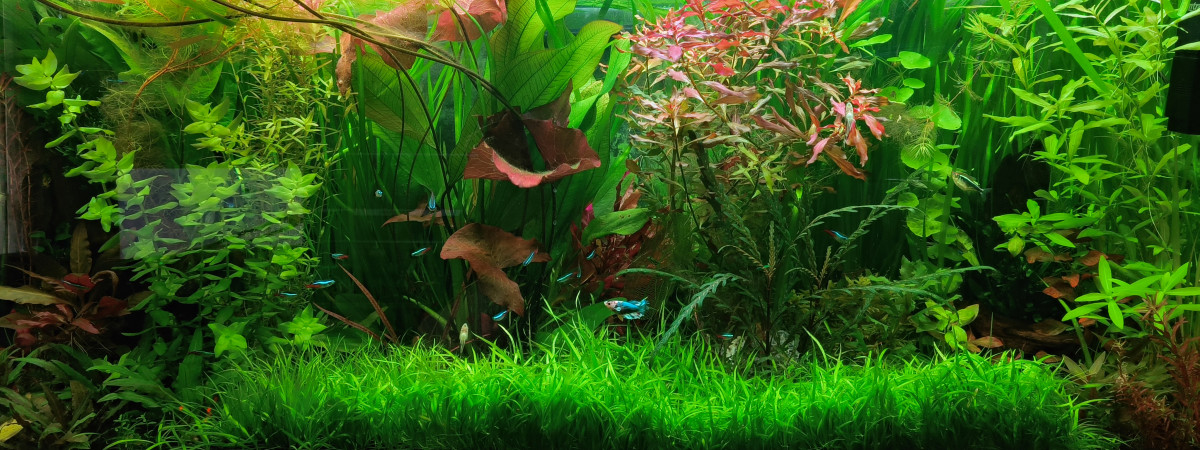 aquarium Florascape