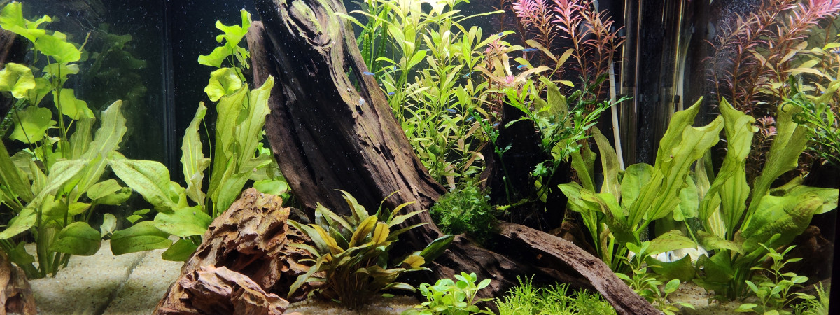 aquarium Amazonien ou presque