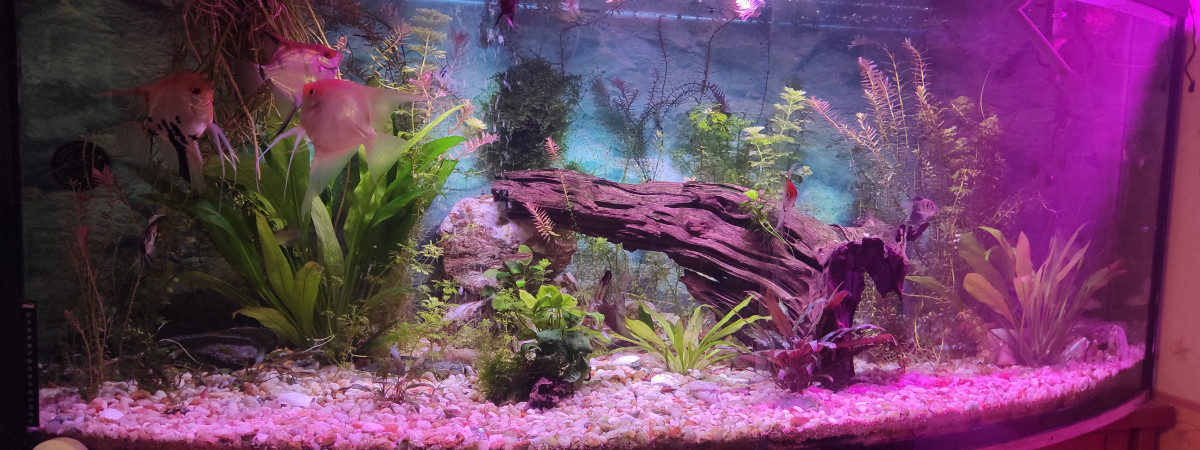 aquarium Bac 500L