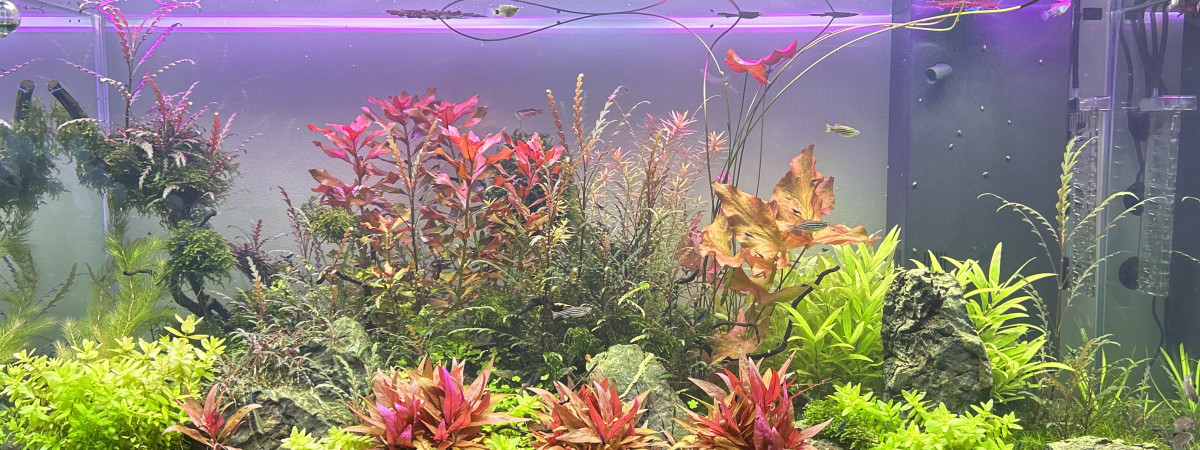 aquarium PtitParadis