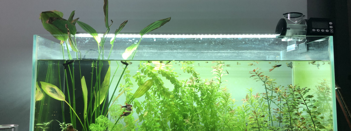 aquarium Bac 120L Aquascaping